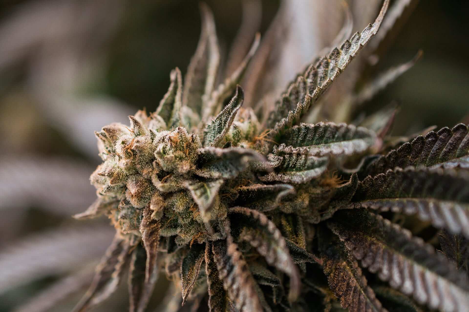 Closeup of a cannabis bud