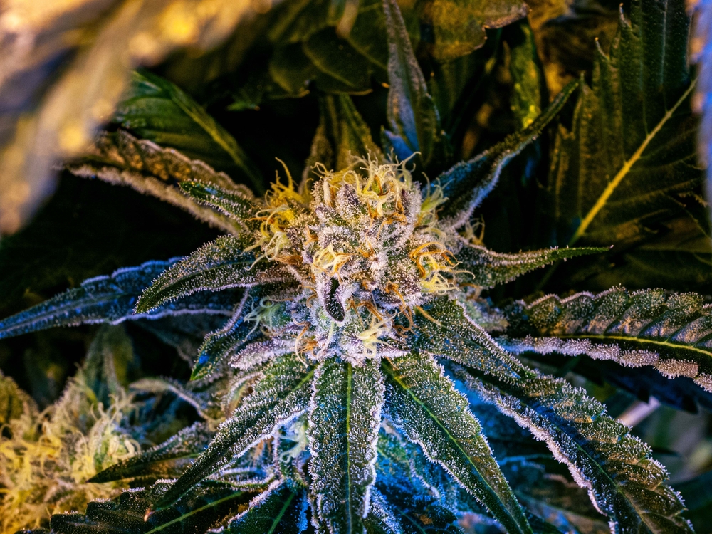 A hybrid cannabis plant