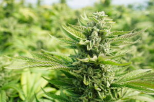 A cannabis plant outdoors 