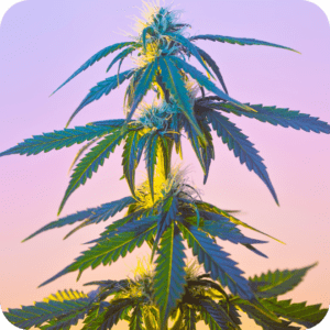 grid-Hybrid Strains@2x