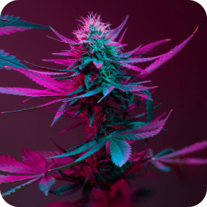 grid-Indcia Strains@2x