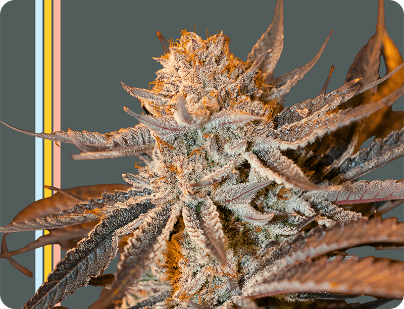 ProductPage - Flower - Indica