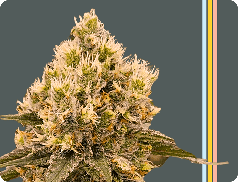 ProductPage - Flower - Sativa